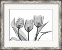 Framed Didiers Tulip