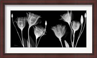 Framed BW Gentian