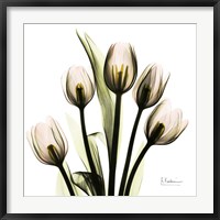 Framed Tulip