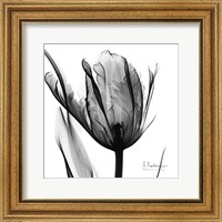 Framed High Contrast Tulip