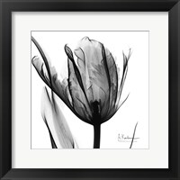 Framed High Contrast Tulip