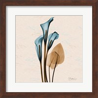 Framed Calla Lily Blue Brown