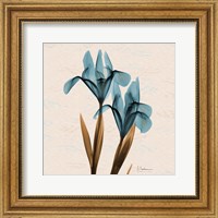 Framed Iris Blue Brown