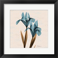 Framed Iris Blue Brown