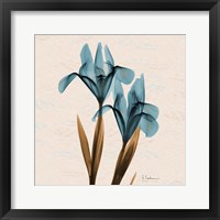 Framed Iris Blue Brown