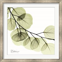 Framed Mint Eucalyptus 2