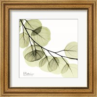 Framed Mint Eucalyptus 2