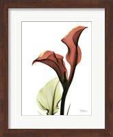 Framed Ruby Calla Lily