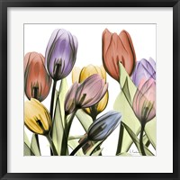 Framed Tulipscape 2