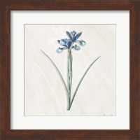 Framed Blue Botanical 2