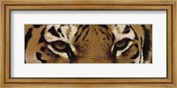 Framed Tiger Eyes