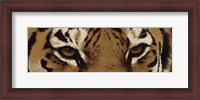 Framed Tiger Eyes