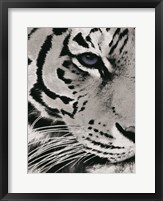 Framed Tiger Purple Eye
