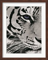 Framed Tiger Purple Eye