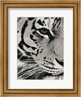 Framed Tiger Purple Eye