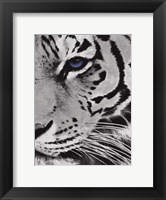 Framed Tiger Purple Eye 2