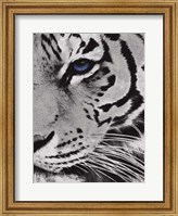 Framed Tiger Purple Eye 2