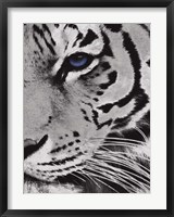Framed Tiger Purple Eye 2