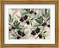 Framed Olive Branch 1