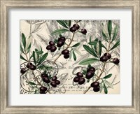 Framed Olive Branch 1