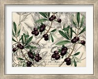 Framed Olive Branch 1