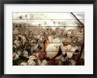 Framed Cotton Field 1