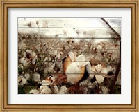 Framed Cotton Field 1