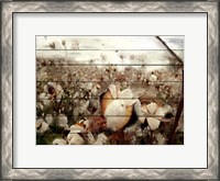 Framed Cotton Field 1