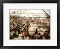 Framed Cotton Field 1