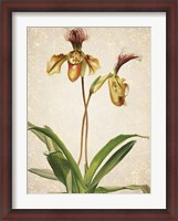 Framed Orchids  1