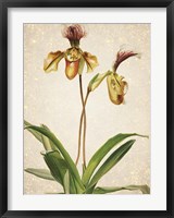 Framed Orchids  1
