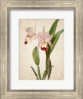 Framed Orchids  2