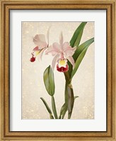 Framed Orchids  2