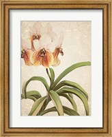 Framed Orchids 3