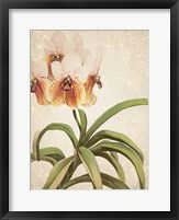 Framed Orchids 3
