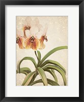 Framed Orchids 3