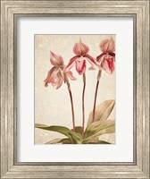 Framed Orchids 4