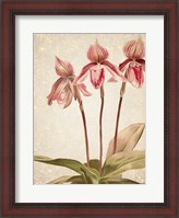 Framed Orchids 4