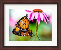 Framed 2 Butteflies Hanging