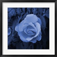 Framed Blue Flower 2