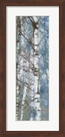 Framed Birch Scape 2