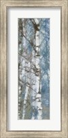 Framed Birch Scape 2