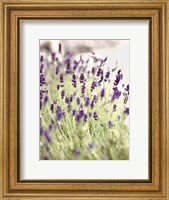 Framed Lavender 2