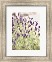 Framed Lavender 2