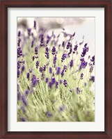 Framed Lavender 2