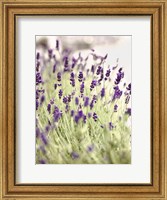 Framed Lavender 2