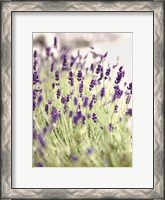 Framed Lavender 2