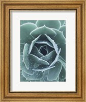 Framed Succulent With Dew 1