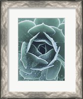 Framed Succulent With Dew 1