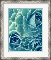 Framed Succulents With Dew 2